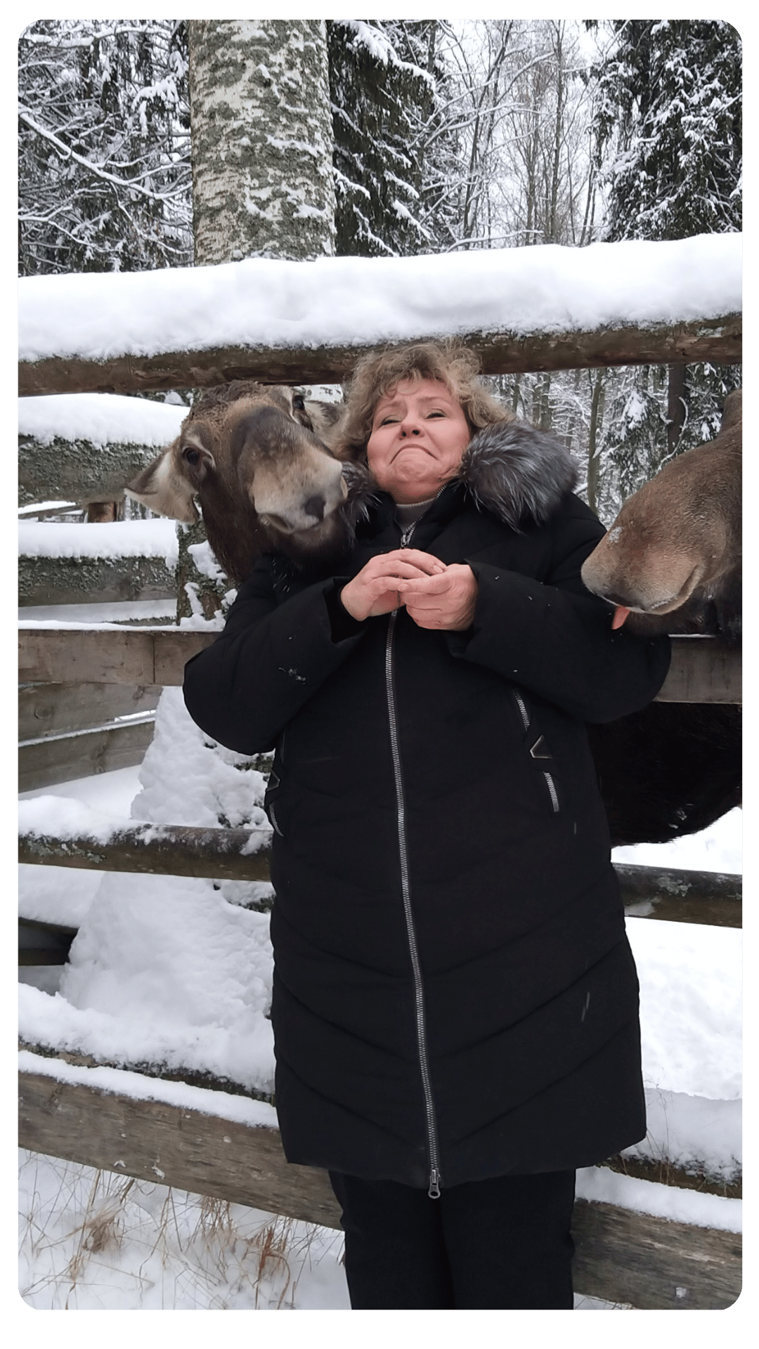 Лоси в туре в Кострому