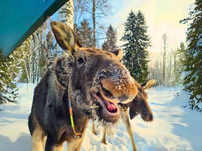 Экскурсия на лосеферму: маленькие копыта и большие сердца